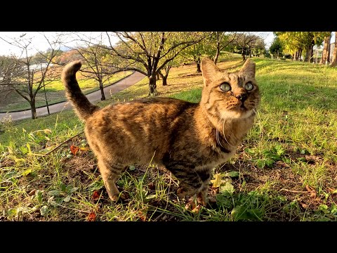 「モフりたかったら捕まえてごらん！」と走り回るサビ猫(YouTube)