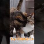 無反応な猫様可愛い(YouTube)