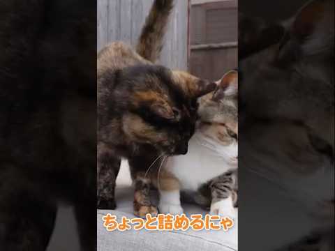 無反応な猫様可愛い(YouTube)