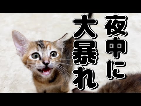 子猫と一緒に寝ていたはずが夜中目が覚めると○○をしていて寝れなくなってしまった…笑(YouTube)
