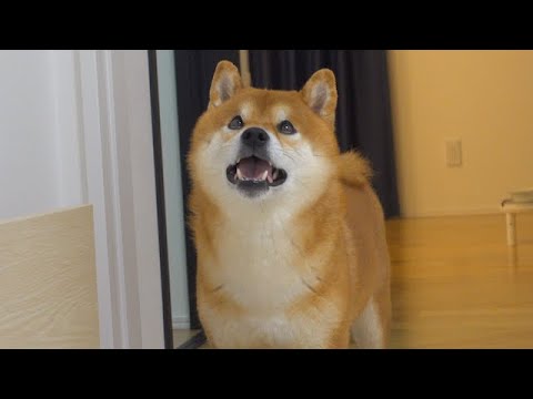 深夜‥柴犬が猫に影響受けすぎてこうなりました。。(YouTube)