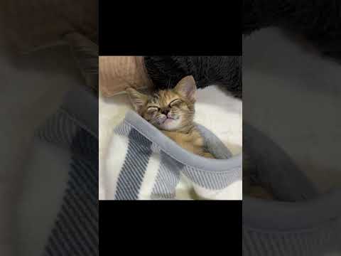 天使すぎる子猫の寝顔がこちらです… #shorts(YouTube)