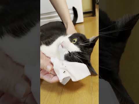 鼻がスッキリした気分になれる動画(YouTube)