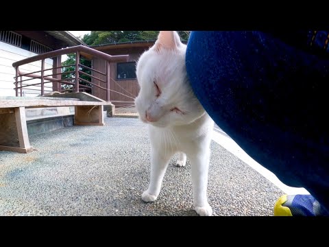 起きてすぐ甘えてくる白猫ちゃん(YouTube)