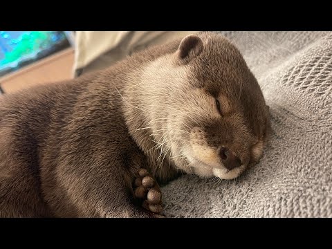 カワウソそっくりな毛布とカワウソの特徴を見比べてみた I compared the otter look-alike blanket with the otter’s features.(YouTube)