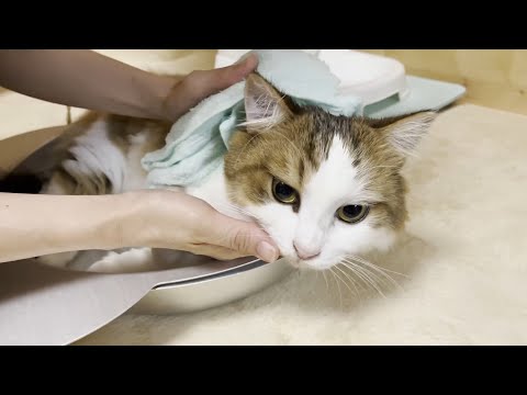 唾くさい猫の頭を拭いたらプチカオスになりました(YouTube)