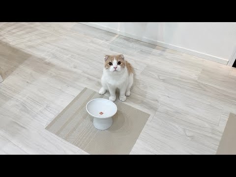 手術前日にごはん抜きにされた子猫が腹ペコでこうなっちゃいました…(YouTube)