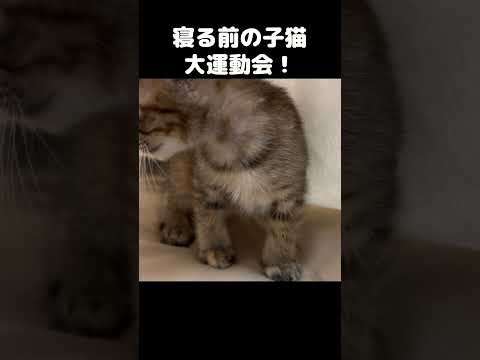 寝る前の飼い主の毛布でモゾモゾとする子猫が可愛い…　#shorts(YouTube)