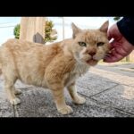 個性的なお顔のおじいちゃん猫をナデナデしたら喜んでくれた(YouTube)