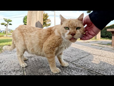 個性的なお顔のおじいちゃん猫をナデナデしたら喜んでくれた(YouTube)