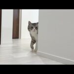 弟が入院して家から突然いなくなったら猫がこうなっちゃいました…(YouTube)