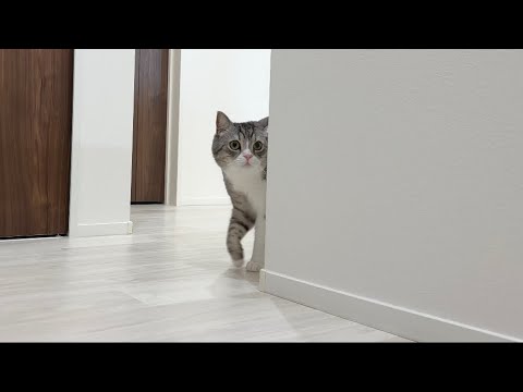 弟が入院して家から突然いなくなったら猫がこうなっちゃいました…(YouTube)