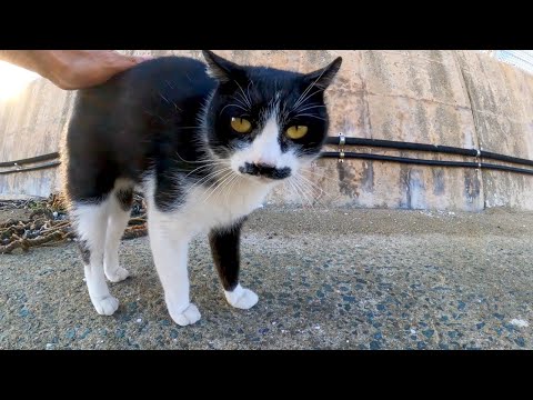 漁港に行くと髭のハチワレ猫ちゃんがモフられにきた(YouTube)