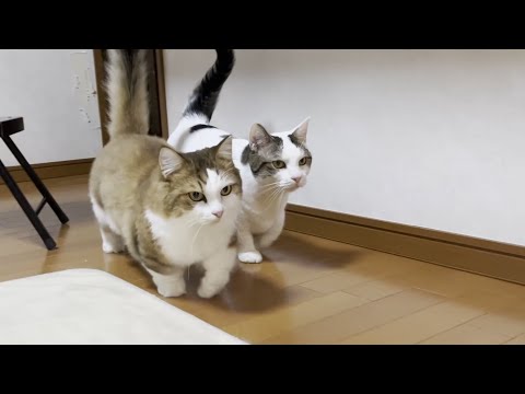 あちこちで叩き合い殴り合いのケンカになる猫(YouTube)