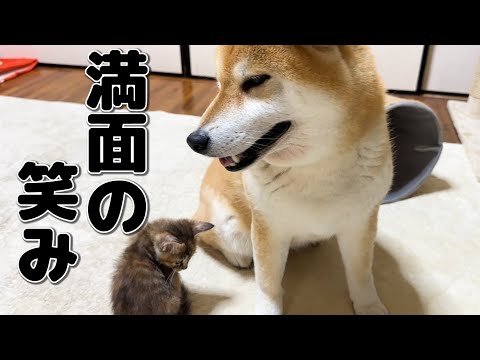 子猫と念願のふれあいで顔から笑みがわかりやすく出てしまう柴犬【猫が大好きな柴犬の一日】(YouTube)