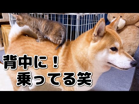 【子猫と柴犬】まさかの手乗りではなく犬乗り子猫になっちゃった様子はこちらです…笑(YouTube)