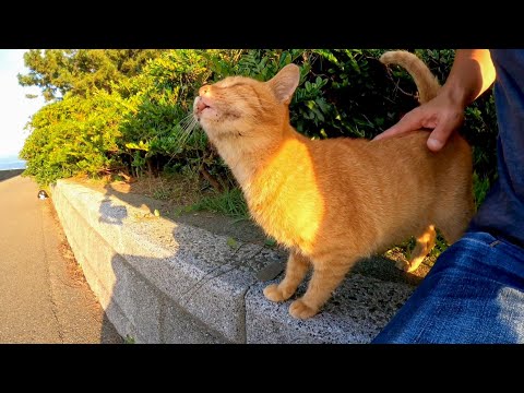 背中を撫でられると不思議な表情をする野良猫(YouTube)