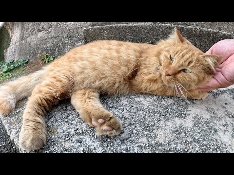 島の旅館の前でダラダラと過ごす猫ちゃん達(YouTube)