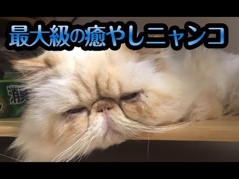 【猫動画】最大級の癒やしニャンコ〜#猫動画#猫#309(YouTube)