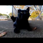 【黒猫】 黒い三連星 【クロネコ】(YouTube)