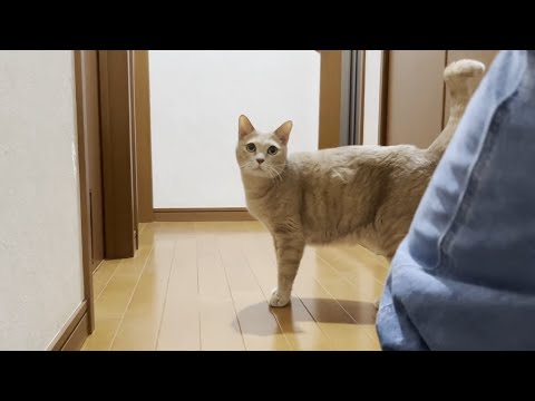 息子に追いかけられて嬉しそうに逃げる乙女な猫(YouTube)