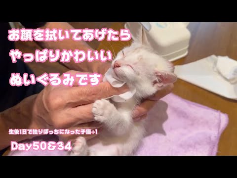 お顔を拭き拭きしたらかわいいぬいぐるみになりました 生後1日で独りぼっちになった子猫+1 Day50＆34  【2023 10 06-1】(YouTube)