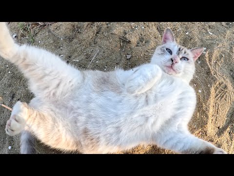 美猫のシャムミックス猫が夕日を浴びながら砂浜で転げ回る(YouTube)