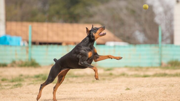犬がやりがちな『ドジな行動』6選！　クスッと笑えるあるあるに「見てて飽きない」「そんなところも愛おしい」(ブログ)