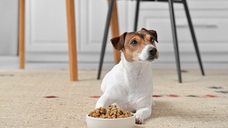 犬にしてはいけない『ご飯のしつけ』4選　やりがちなダメ行動と理想的な与え方とは？(ブログ)