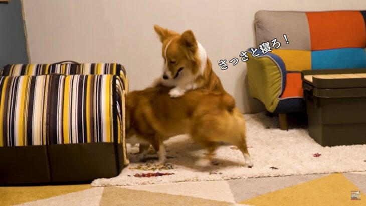 『夜更かしするな、さっさと寝ろ！』9時になると兄犬をハウスにブチ込む妹犬に爆笑「さすが牧羊犬」「クラス委員ですか？」(ブログ)