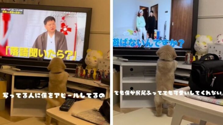 「101匹わんちゃんみたい」「後頭部たまらん」テレビっ子な子犬の後ろ姿に大反響！可愛すぎるしっぽにネット民夢中に(ブログ)