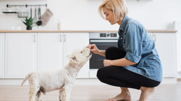 犬の『境界線トレーニング』って何？その効果とやり方、コツを解説(ブログ)