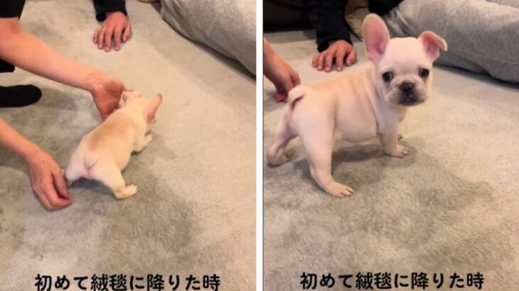 フレブル赤ちゃんが『初めて絨毯に降り立った瞬間』が可愛すぎると超話題！「おしり可愛すぎた」「ポテポテ感たまらん」(ブログ)
