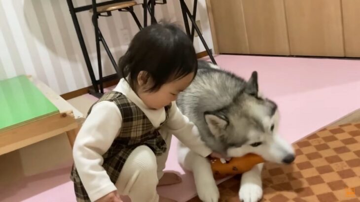 ハスキーと1歳児のおもちゃの取り合いにほっこりが止まらない！仲良し姉妹の日常に「カワイイとカワイイの共演」「癒される～」(ブログ)