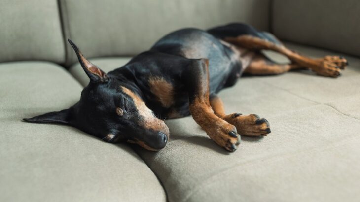 愛犬の様子がおかしい…異変を感じた際に必ず確認すべき3つのチェック項目(ブログ)