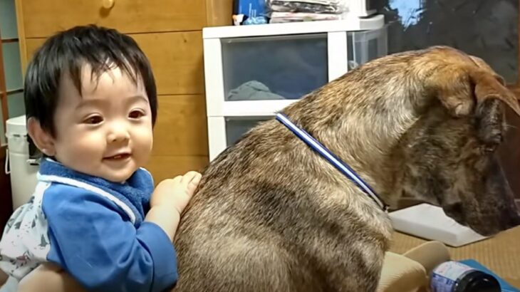 赤ちゃんに触らせてくれる元猟犬が優しいと話題　「赤ちゃんだと理解してる」「優しい世界」90万人が感動(ブログ)
