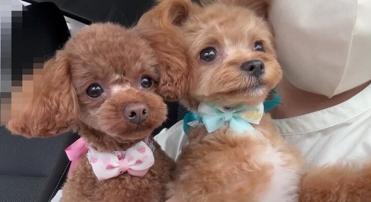 わんこ姉弟の1日に密着してみたら…「悶絶級の可愛さとはこのこと」「カッパ姿がめっちゃ似合ってる」(ブログ)