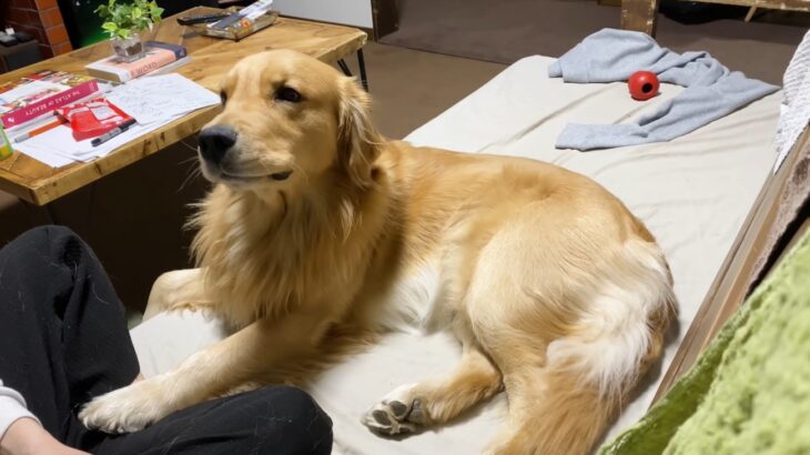愛犬の“かまちょ攻撃”を無視したら三倍で返ってきた！『はう～』と悲しげに鳴いて甘える大型犬に「可愛すぎてつらい」(ブログ)