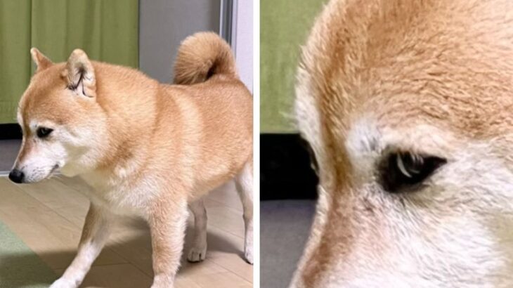 隙だらけのようで…実は一切の隙なし！？柴犬さんの姿に「何らかの達人であることは間違いない」「想像より眼光鋭くて笑った」(ブログ)