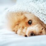 寒い季節に増える『犬の病気』5選　主な初期症状と予防策に「人間と同じ」「油断禁物」(ブログ)