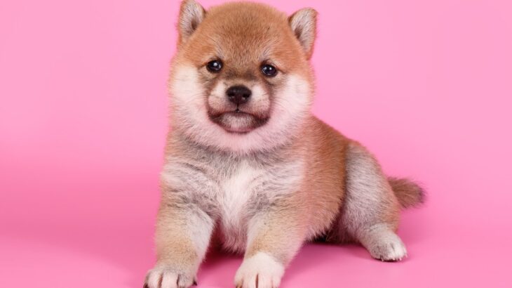 犬を一目惚れで飼うのはあり？なし？　外見で即決すべきではない理由に「犬種について調べてほしい」(ブログ)