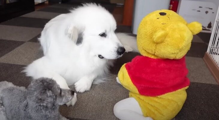 妹を溺愛する超大型犬の行動にキュン…！もふもふだらけの光景に「仲睦まじいとはこのこと」「羨ましい」羨望の声(ブログ)