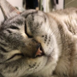 目を覚ますと逆さまになった2匹の猫に凝視されていた…！朝からすごい猫圧にさらされた飼い主さんの驚愕の体験とは(ブログ)