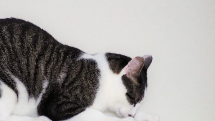 「遂にやってやったニャ」先代猫の遺志を継いでふすまに大穴を貫通させたキジ白猫、その破壊行為に及んだ動機に迫る(ブログ)