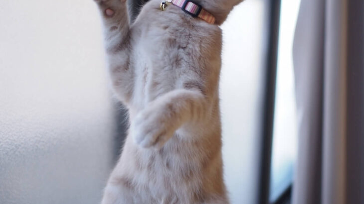 なぜ猫なのにまっすぐ立てるのか…6.4頭身の猫ちゃんが見せる人間のような直立ポーズ、その立ち上がる瞬間を捉えた映像に迫る(ブログ)