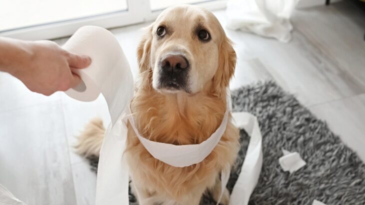 犬にやってはいけない『ダメ対応』5選　状況別のNG行為に「ついやってたかも」「冷静な判断も必要」(ブログ)