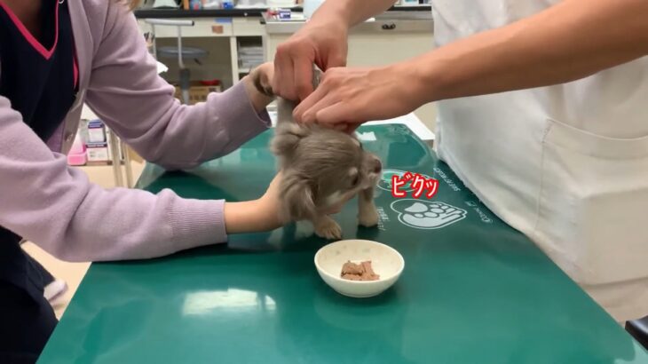 「鳥の鳴き声みたい」「可愛すぎる」「あらら、痛かったね」ワクチン接種を受ける生後2か月のチワワの悲鳴が話題(ブログ)