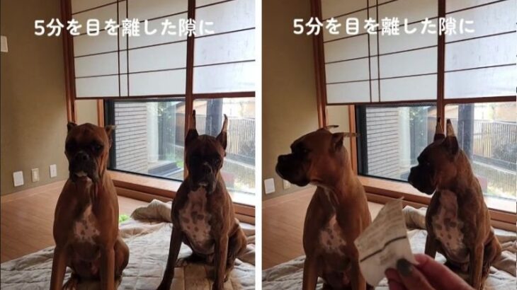 『これやったの誰…？』大型犬兄弟の反応にネット民の考察が白熱！「犯人（犬）わかったｗ」「めちゃくちゃ笑った」(ブログ)