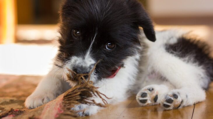 犬がカーペットをめくりたがるのはなぜ？その理由とやめさせるために意識すべき4つのポイント(ブログ)