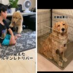 愛犬の食欲不振に脱毛…心配のあまり動物病院を受診した結果に「診断名で笑ったの初めて」「うちの診断名は満腹だった」(ブログ)